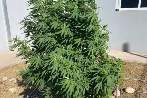 Tenia una planta de marihuana frente de su casa y no saba