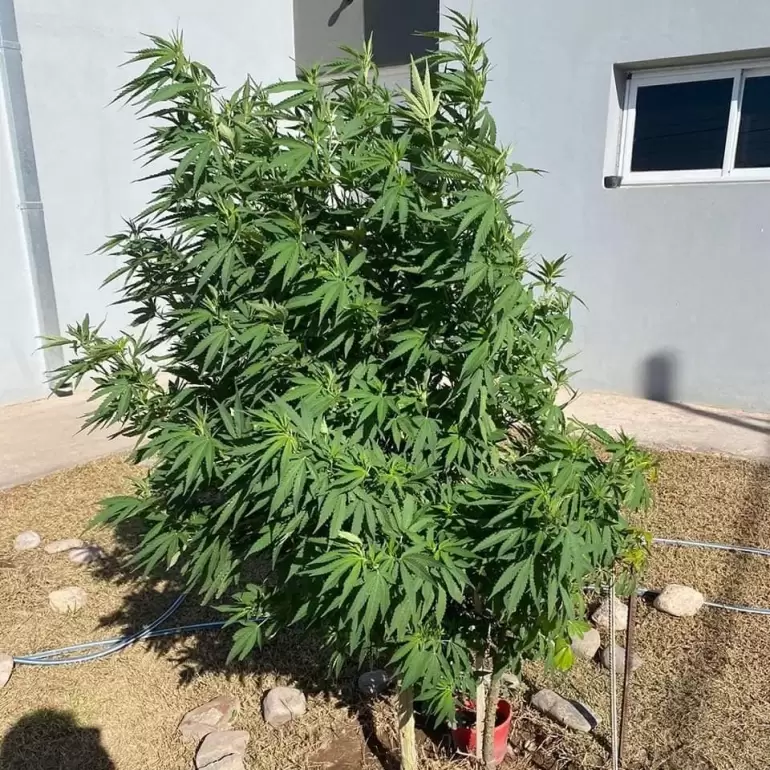 Una familia tenia una planta de marihuana