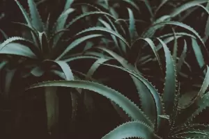 Por qu� es recomendable tener una planta de aloe vera en casa