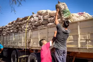 xito en la venta de 18.000 kilos de membrillos en Tinogasta