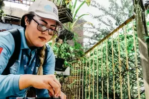 Wolbachia: el mtodo con el que Colombia elimin al dengue