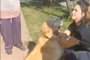 Le quitan un perro golden a una mujer que fue a la carnicera a pedir que se lo faenaran
