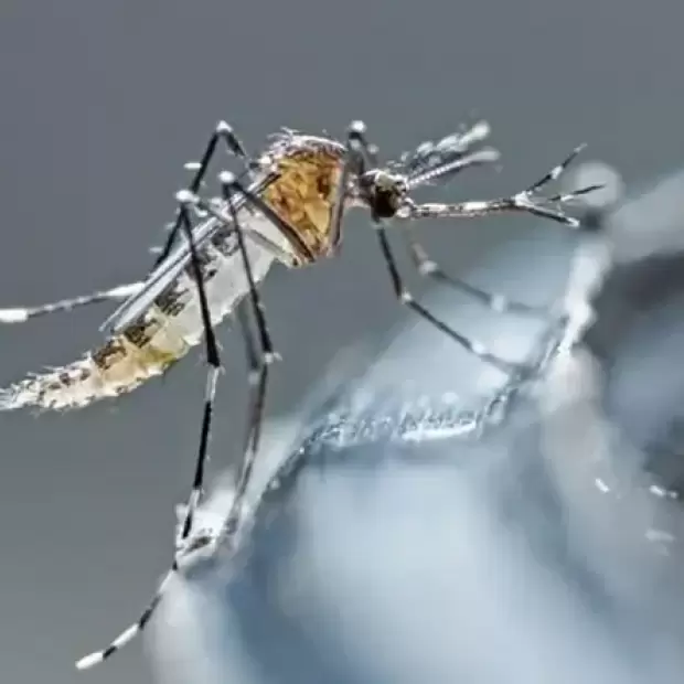 Alerta sanitaria: Catamarca sigue sumando casos de dengue y chikungunya