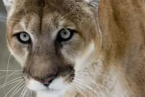 Peligro: reportaron un puma suelto en un aeropuerto y desalojaron todo el lugar