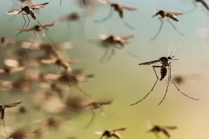 Repelentes naturales para combatir los mosquitos