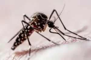 Conmocin: muri por dengue una joven de 25 aos que no tena comorbilidades