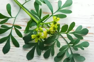 Qu significa encontrar ruda seca en tu jardn