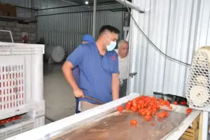 Se llev a cabo el primer da de prueba para la produccin de pur de tomate en el oeste de Catamarca