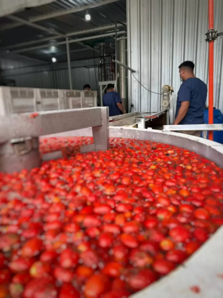 Se llev a cabo el primer da de prueba para la produccin de Pur de Tomate en el oeste de Catamarca