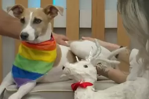 GH tom una dura decisin con Arturo, el perro, tras sus reacciones violentas