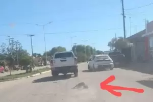 At un perro a su camioneta y lo arrastr por la ruta