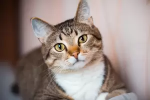 Da del Gato: por qu se celebra el 20 de febrero?