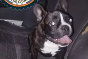 Recuperan mascota sustrada en Capital