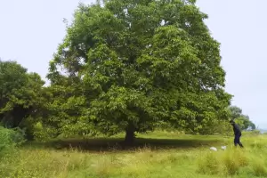 INTA Catamarca registr tres nuevas variedades de nogal de alta productividad