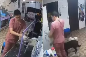 Maltrato animal: Un empleado de una peluquera canina golpe a un perro y provoc su muerte