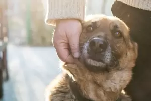 "Kerms del Peludito": as se celebrar el el da del animal en Capital