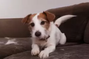 Pelos de perro en la ropa: Cmo funciona el truco de la pelota de papel aluminio en el lavarropas?