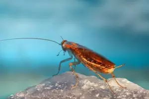 Cul es la fruta que asusta a las cucarachas y cmo usarla