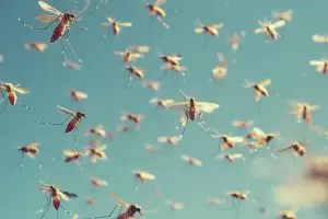 El truco infalible para evitar que los mosquitos entren a tu habitacin