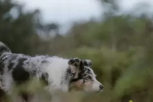 Brutal maltrato animal: Un hombre golpe salvajemente a su perro y qued grabado