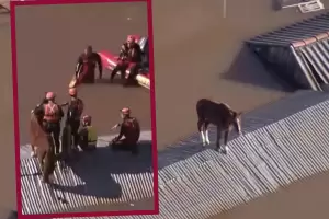 As fue el increble rescate del caballo atrapado en un techo por las inundaciones de Brasil