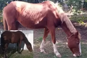 En Capayn, policas secuestraron tres animales equinos sueltos