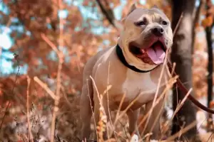 Cmo saber si mi perro est triste: sntomas de la depresin y qu hacer