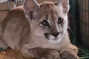 Rescataron a una puma que estaba atada bajo un rbol en Pomn