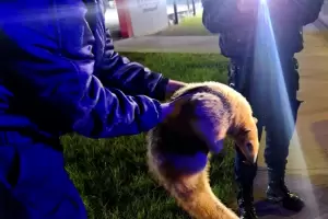 Encontraron y rescataron a un oso melero en Valle Viejo