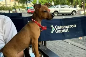 Accidente en Recreo: Kira, la perrita que viajaba con Echazu y Nieto, tambin falleci