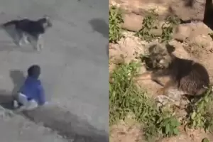 Policas encontraron a un beb gateando en plena calle junto con su mascota