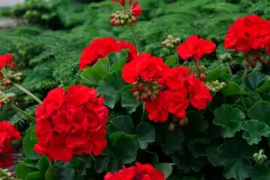 El truco casero para que los geranios se llenen de flores incluso en invierno