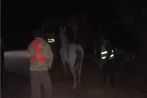 Recuperan en Valle Viejo un caballo robado