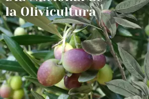 Da Nacional de la Olivicultura: porqu y el valor de Catamarca