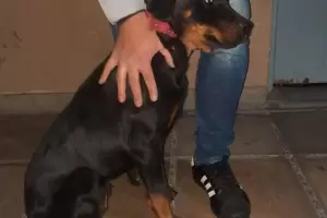 Cachorro espera por su familia en la Comisar�a D�cima