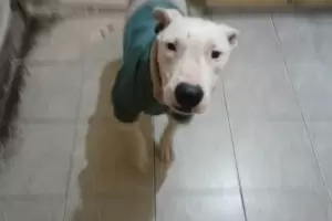 Perrito espera por sus dueos en la Comisara de San Isidro