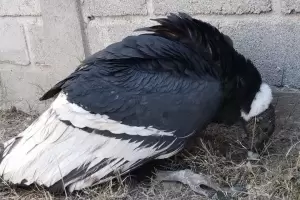 Bomberos Voluntarios de Andalgal rescataron una cndor de un basural