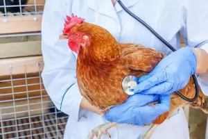 La OMS report la primera muerte de un paciente infectado por gripe aviar