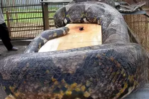 Encuentran el cadver de una mujer en el interior de una pitn de 5 metros