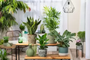 Estas son las plantas de interior que son fciles de cuidar y que son ideales para principiantes