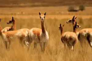 El Chaku en una importante muestra fotogrfica en el Congreso Nacional