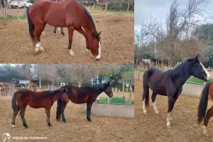 Secuestran animales sueltos en la zona sur de la Capital