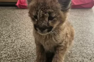 Lograron rescatar a un cachorro puma que intentaban vender en Capayn