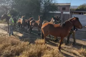 Secuestran animales sueltos en Valle Viejo