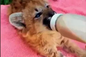 Se recupera la cachorra de puma rescatada