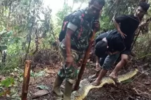 Hallan muerta a una mujer dentro de una pitn: es el segundo caso en menos de un mes