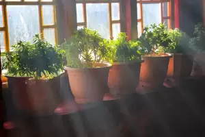 Cmo evitar y eliminar el moho de tu casa con plantas de interiores