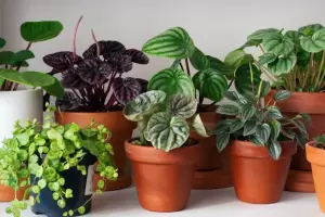 Remedios caseros: la hoja de esta planta te va ayudar con la gingivitis y el mal aliento