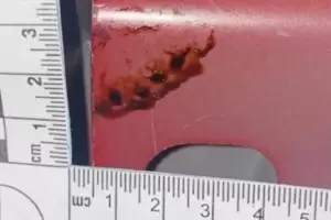 La Justicia an no tiene el ADN de Loan para compararlo con la sangre de los vehculos