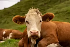 Dinamarca pretende cobrar un impuesto a los eructos y flatulencias del ganado